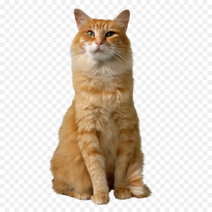 Chat，Cataire PNG