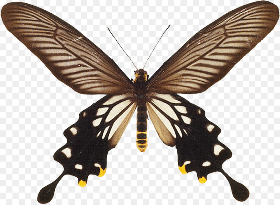 Papillon Monarque，Orange PNG