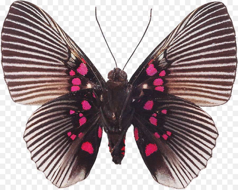 Papillon，Souvenirs Entomologiques PNG