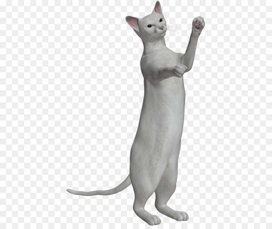 Chat Blanc，Debout PNG