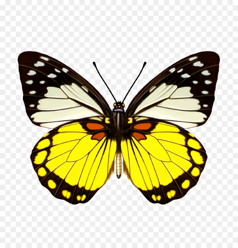 Papillon，Aimant Au Réfrigérateur PNG