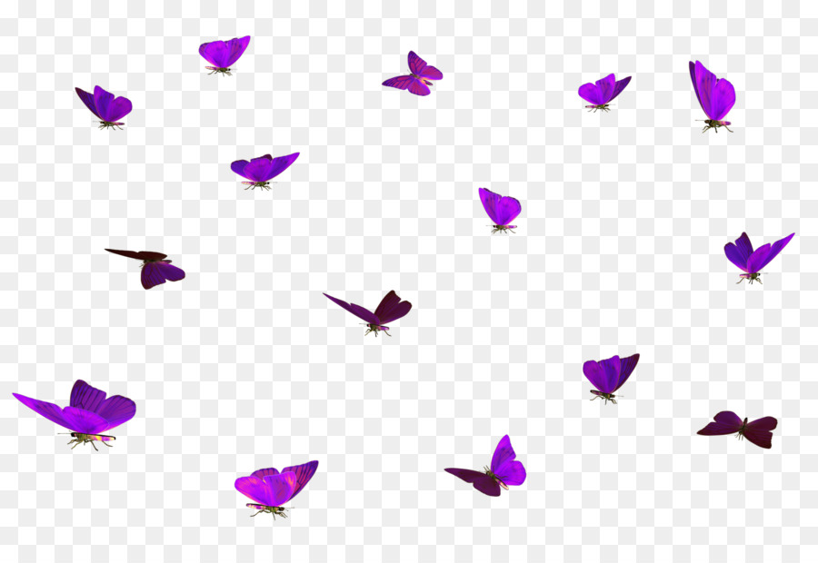 Papillons，Vol PNG