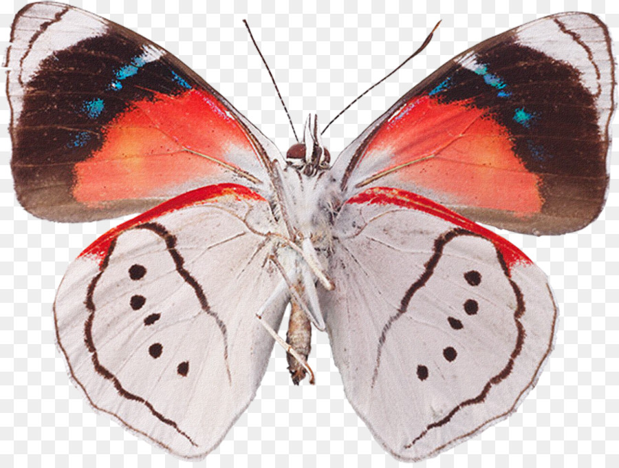 Papillon Noir，Ailes PNG