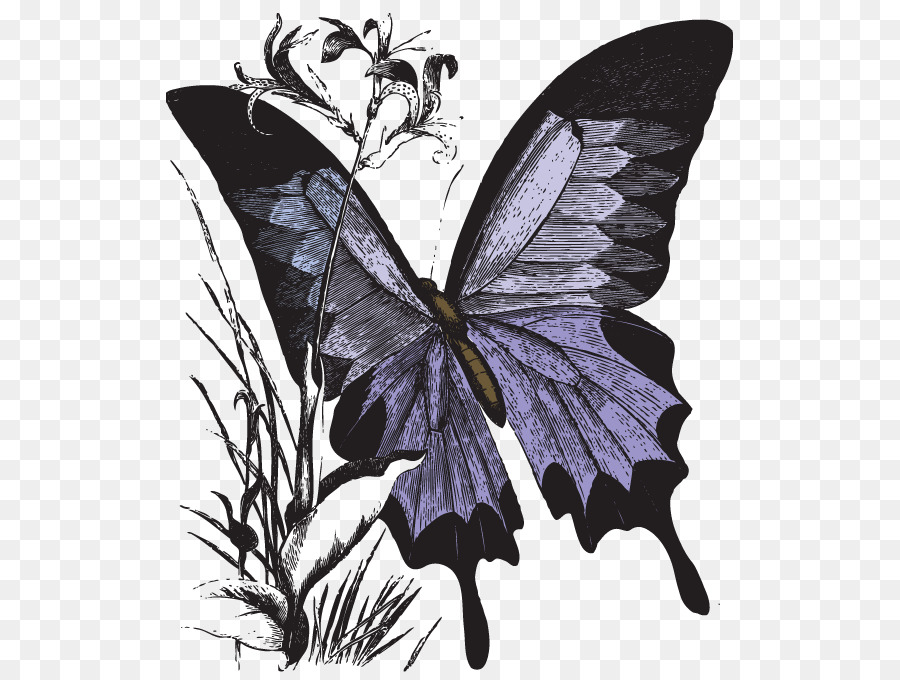 Papillon Monarque，Papillon PNG