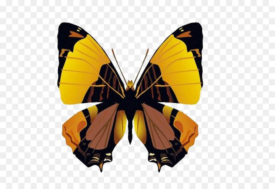 Papillon Coloré，Ailes PNG