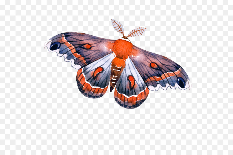 Papillon De Nuit，Insecte PNG