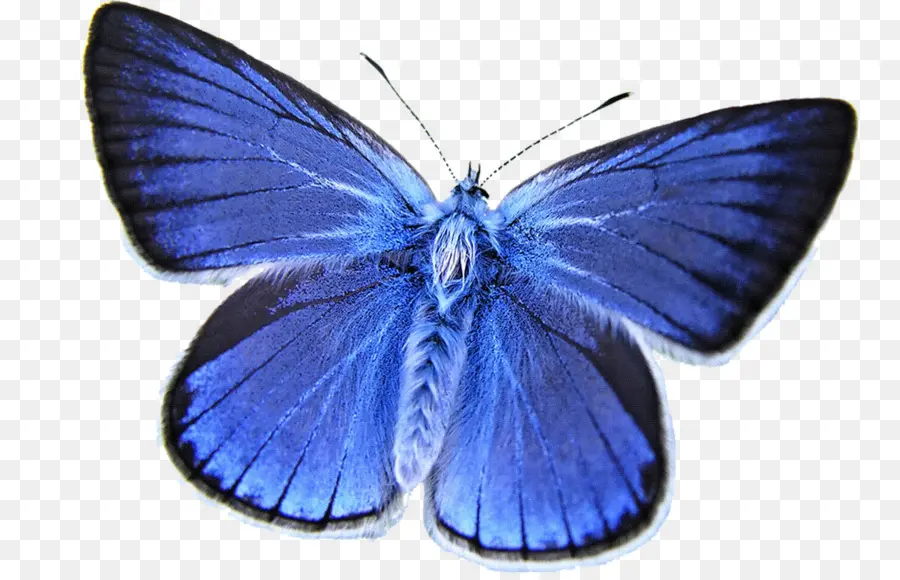 Papillon Bleu，Ailes PNG