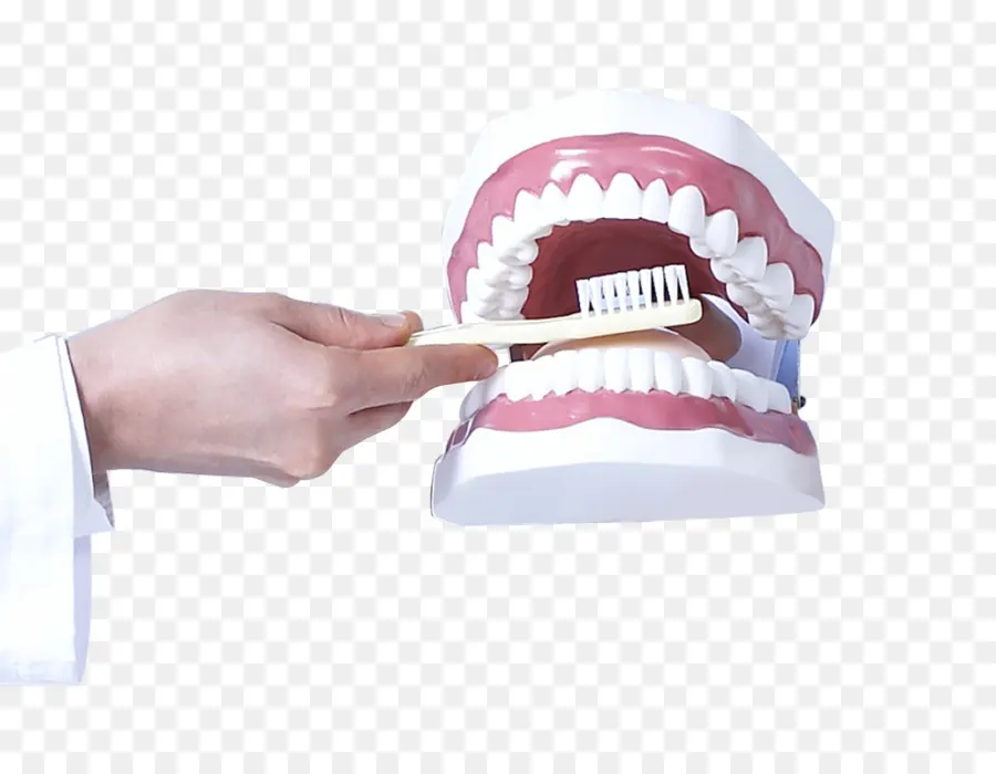 Brosse à Dents Et Dents Modèles，Dents PNG