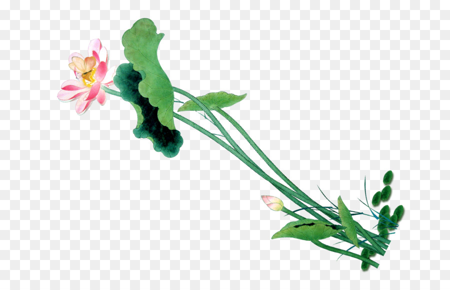 Fleur De Lotus，Floraison PNG