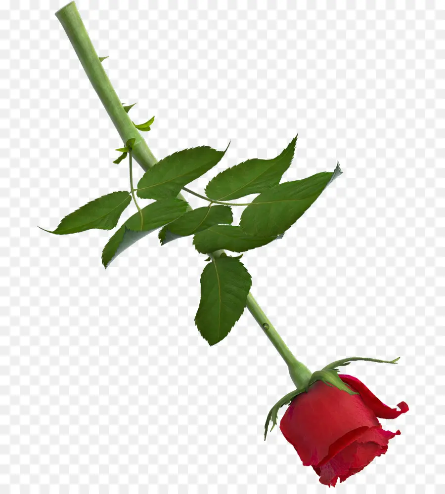 Rose Rouge，Floraison PNG