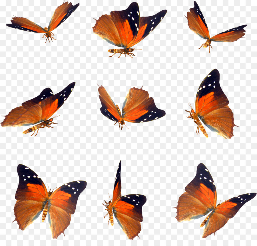 Papillon，Ico PNG