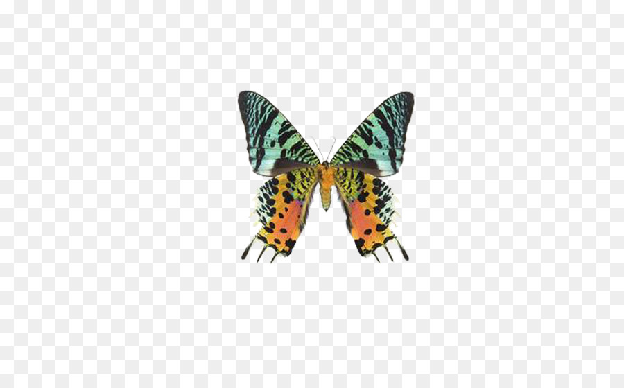 Papillons，Ailes PNG