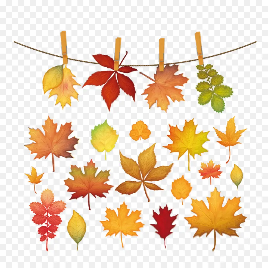 Feuilles D'automne，Automne PNG