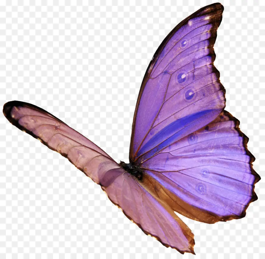 Papillons Et Papillons，Blog PNG
