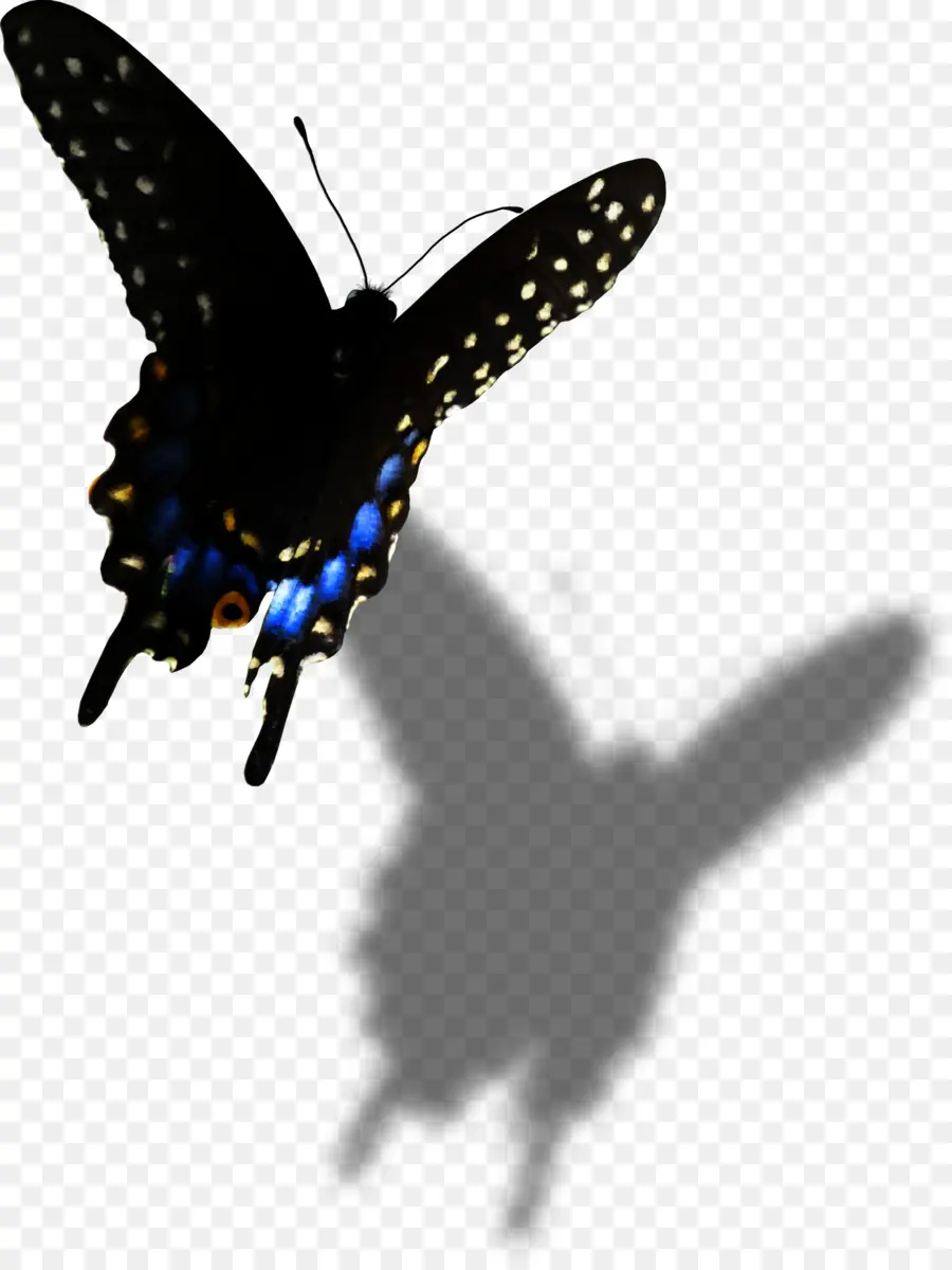Papillon，Noir PNG