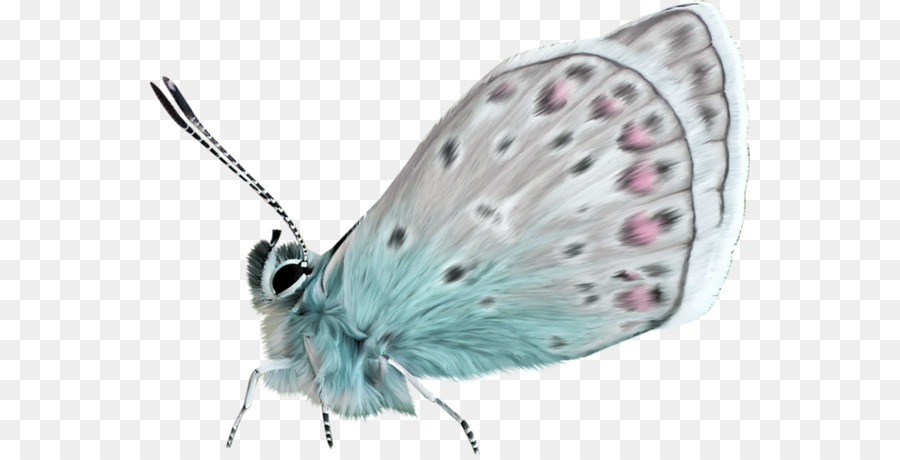 Papillon，Brun PNG