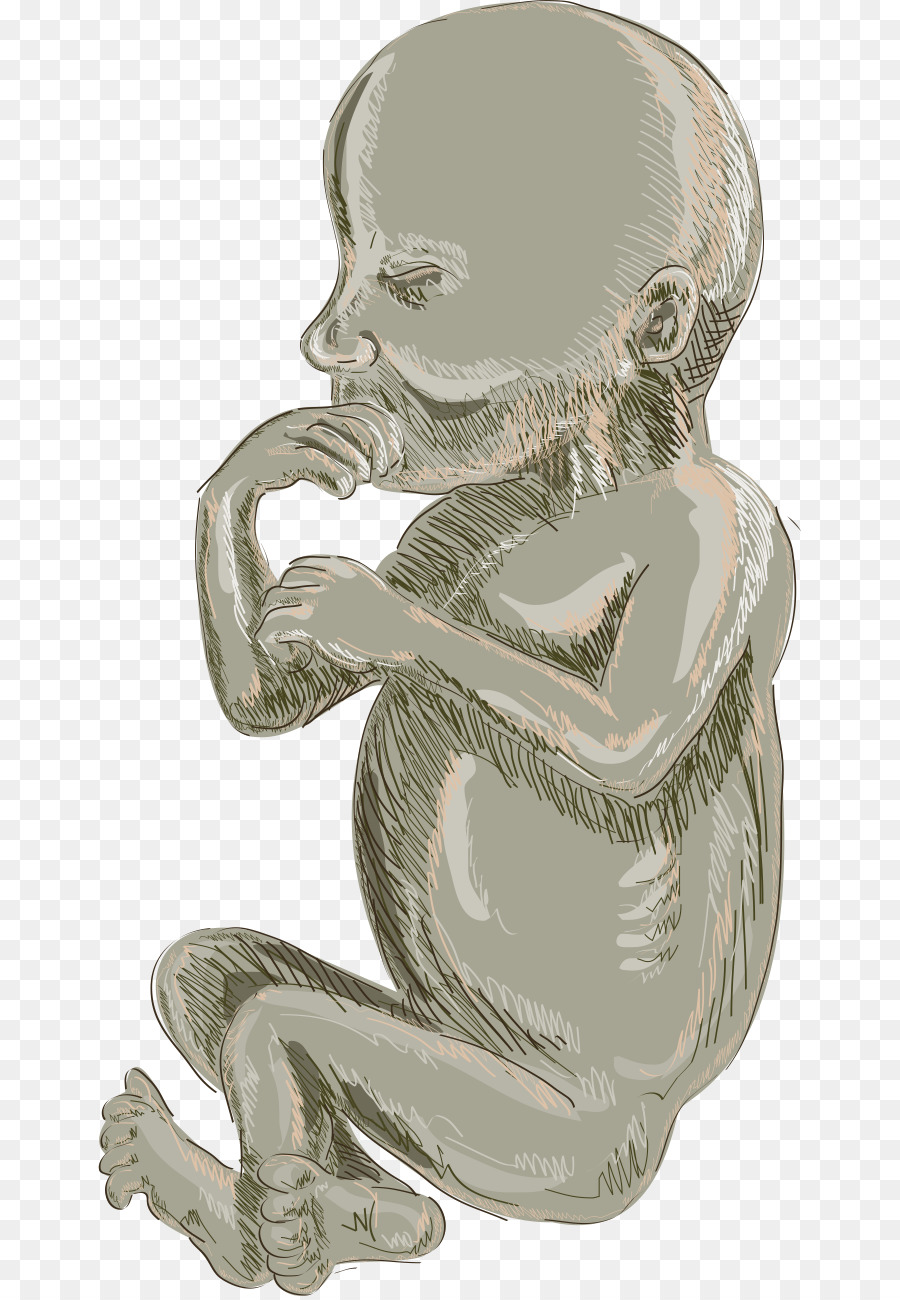 Fœtus，Bébé PNG