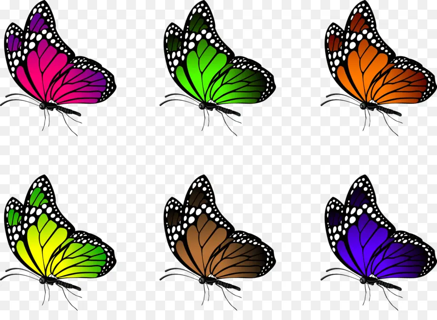 Papillons，Coloré PNG