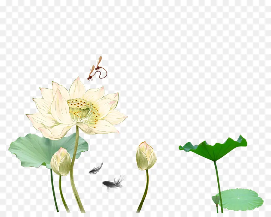 Fleur De Lotus，Bourgeons PNG