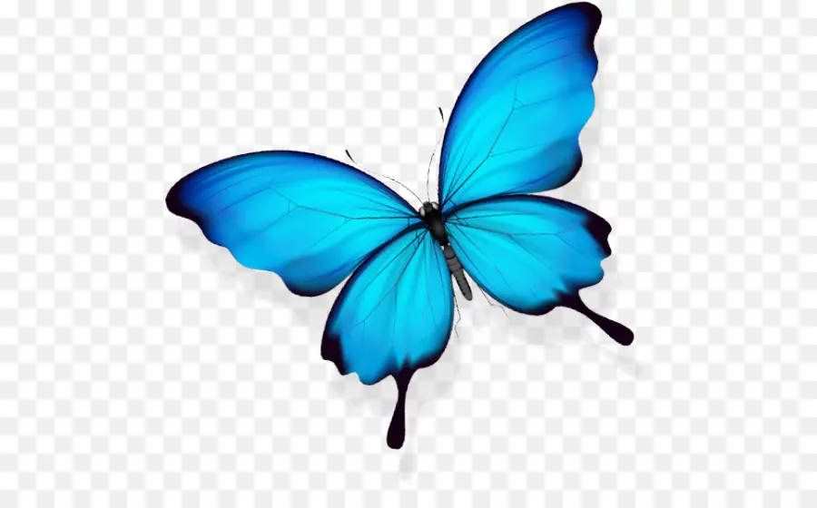 Papillon，Gratuit PNG