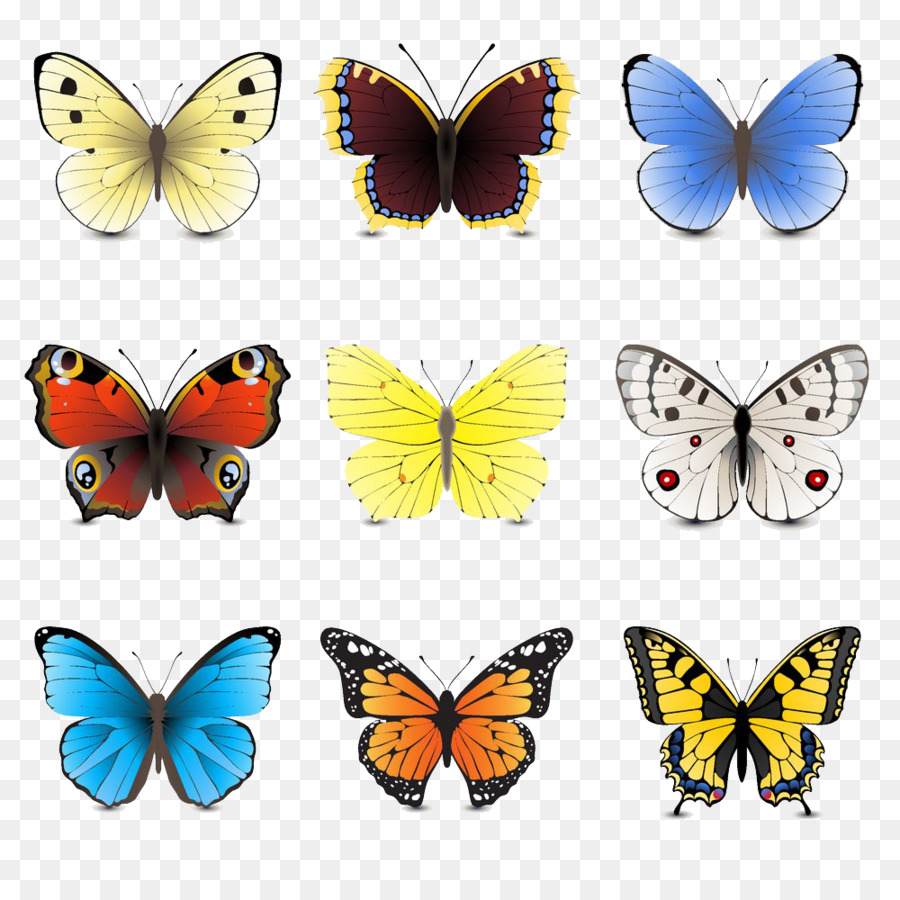 Papillons，Coloré PNG