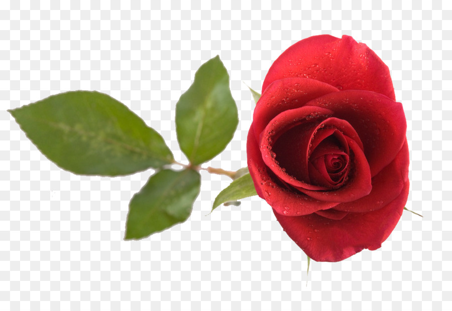 Rose Rouge，Fleurir PNG