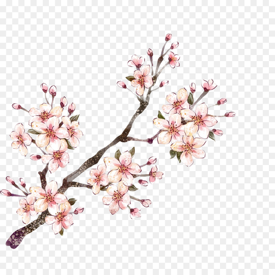 Branche De Fleurs De Cerisier，Fleurs PNG