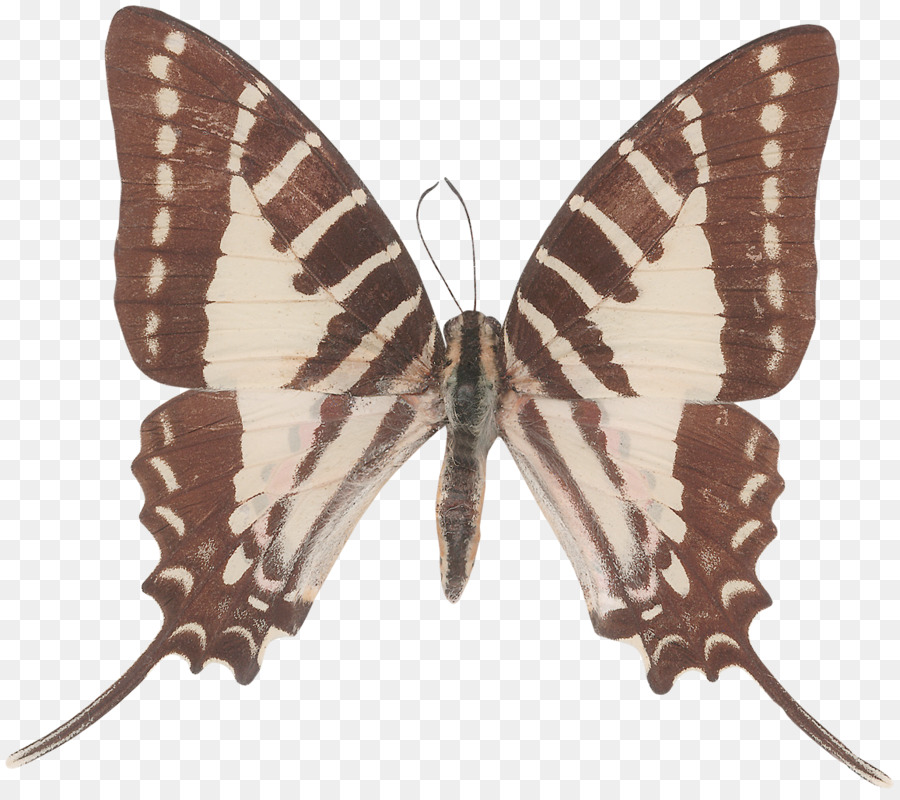 Papillon，Rouge PNG