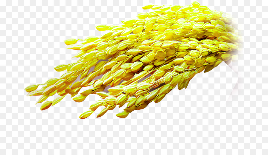 Riz Jaune，Grain PNG