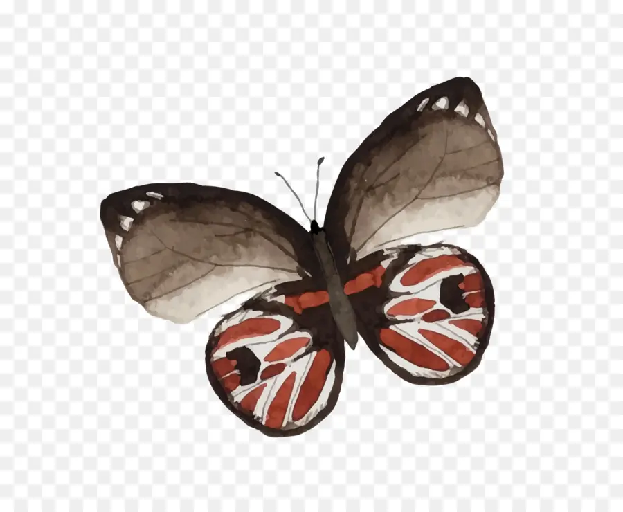 Papillon，Ailes PNG