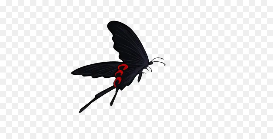 Papillon Noir，Noir PNG