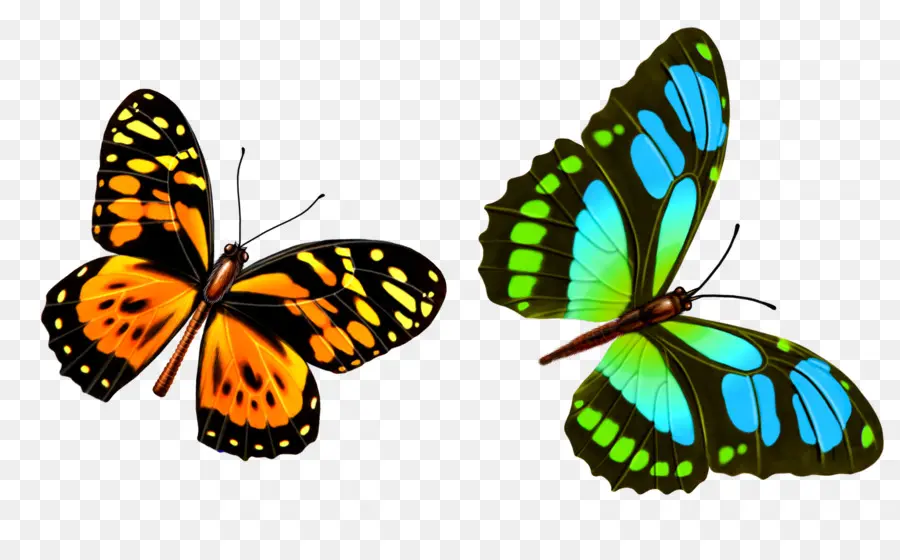 Papillons，Insectes PNG