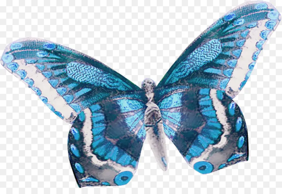 Papillon Bleu，Bleu PNG