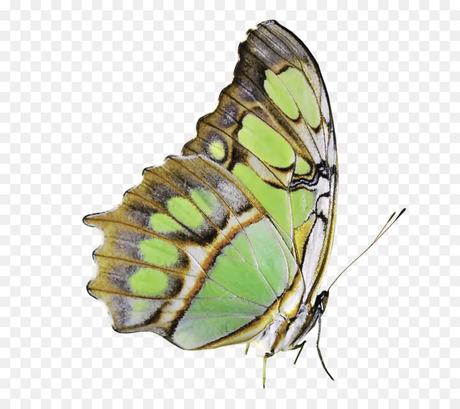 Papillon，Vert PNG