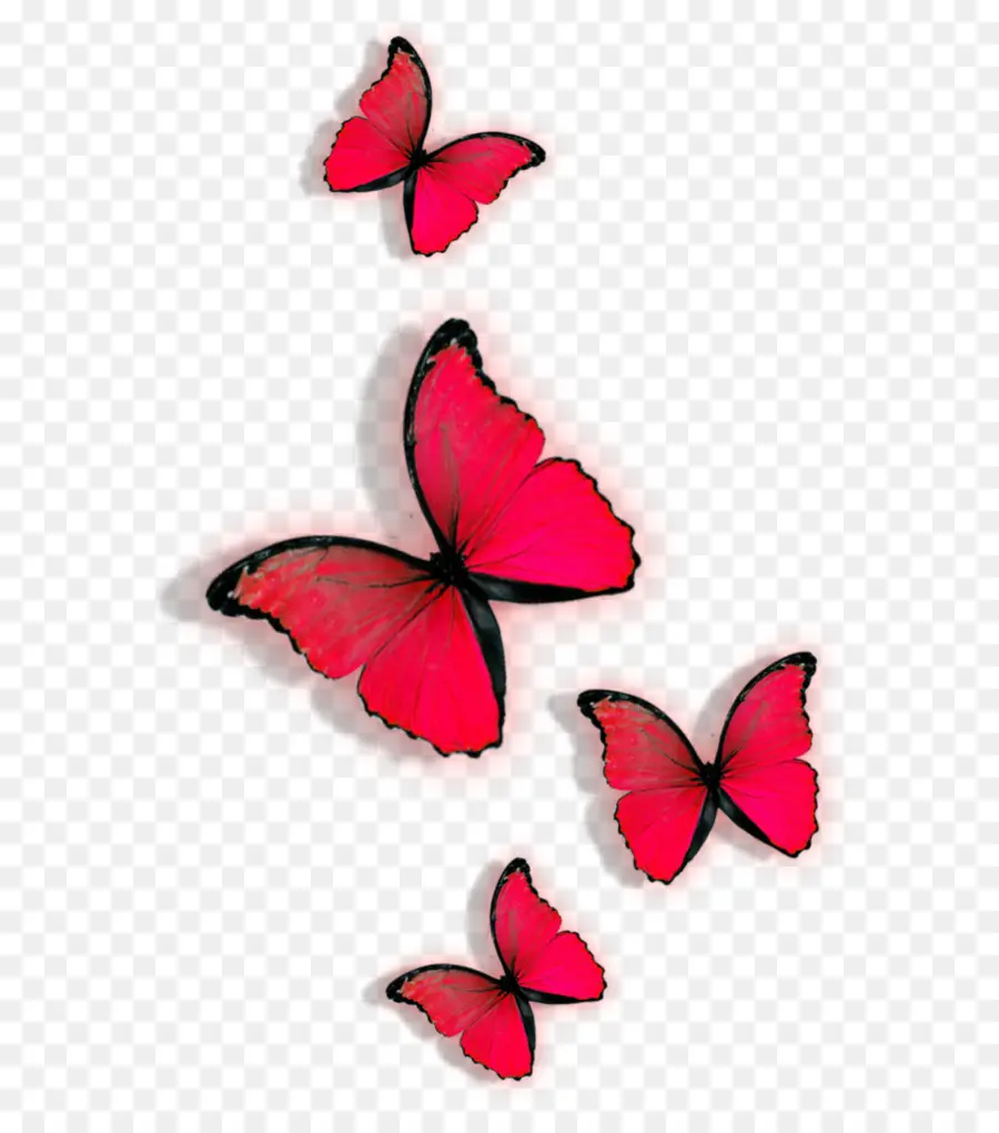 Papillon，Rouge PNG