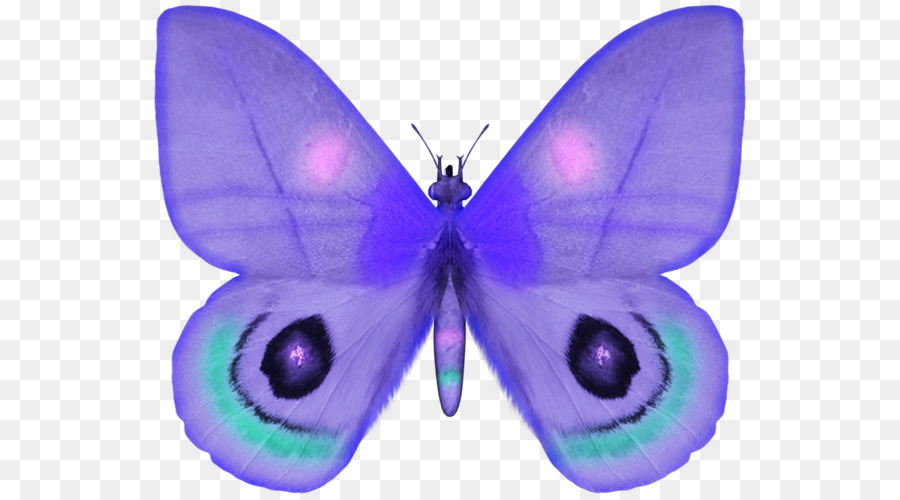 Papillon Bleu，Ailes PNG