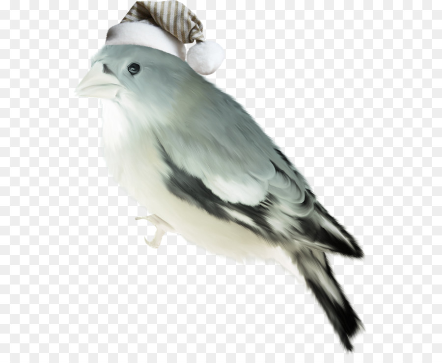 Oiseau，Hiver PNG