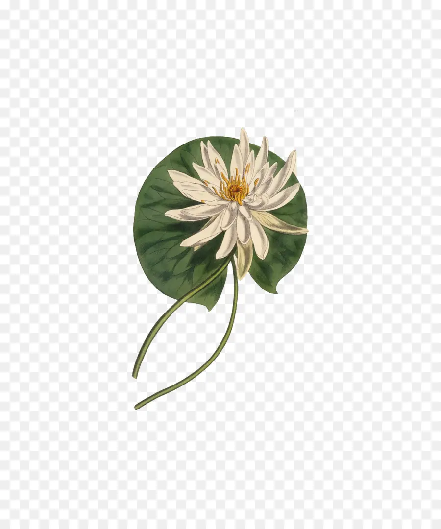 Nénuphar，Feuille PNG