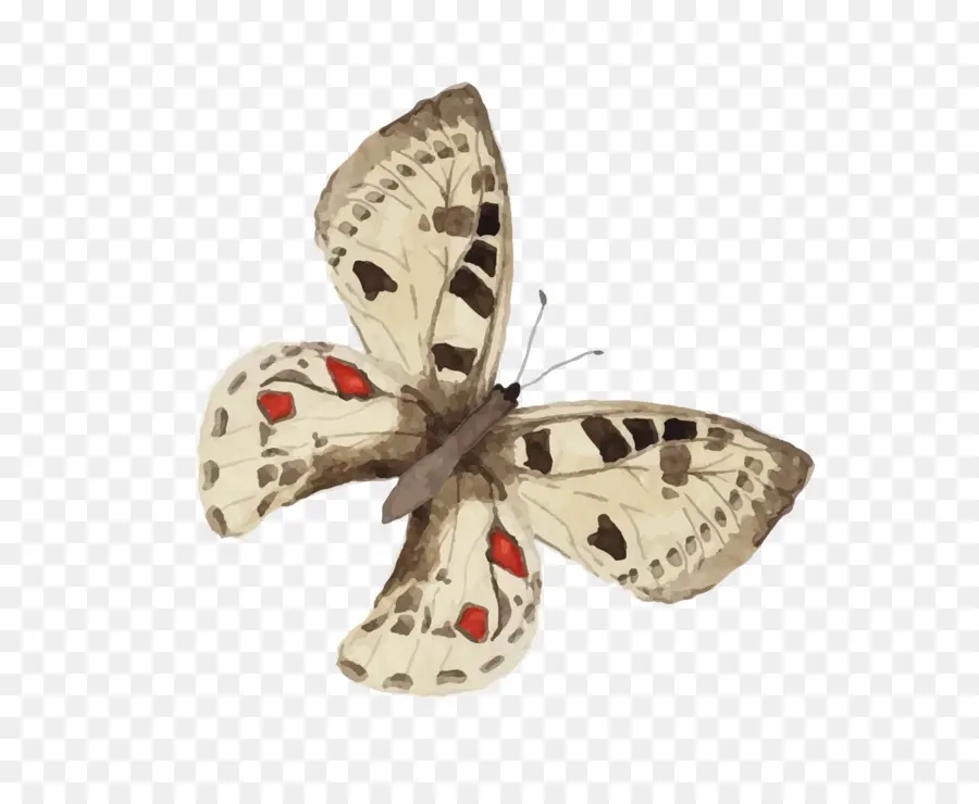 Papillon，Ailes PNG