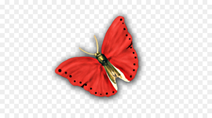 Papillon，Éléments Hong Kong PNG