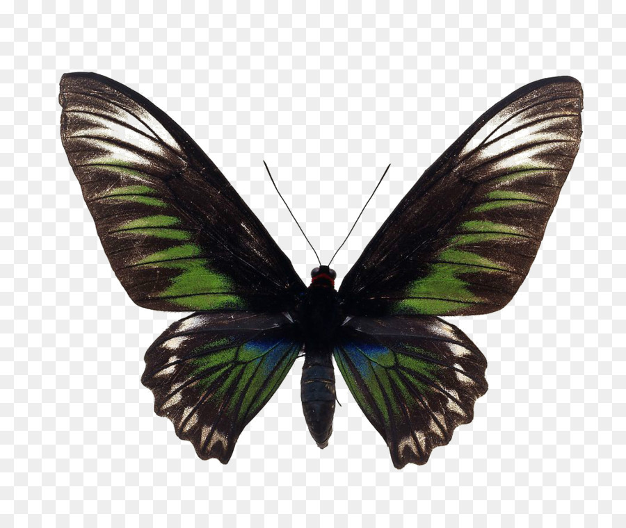 Papillon Noir，Ailes PNG