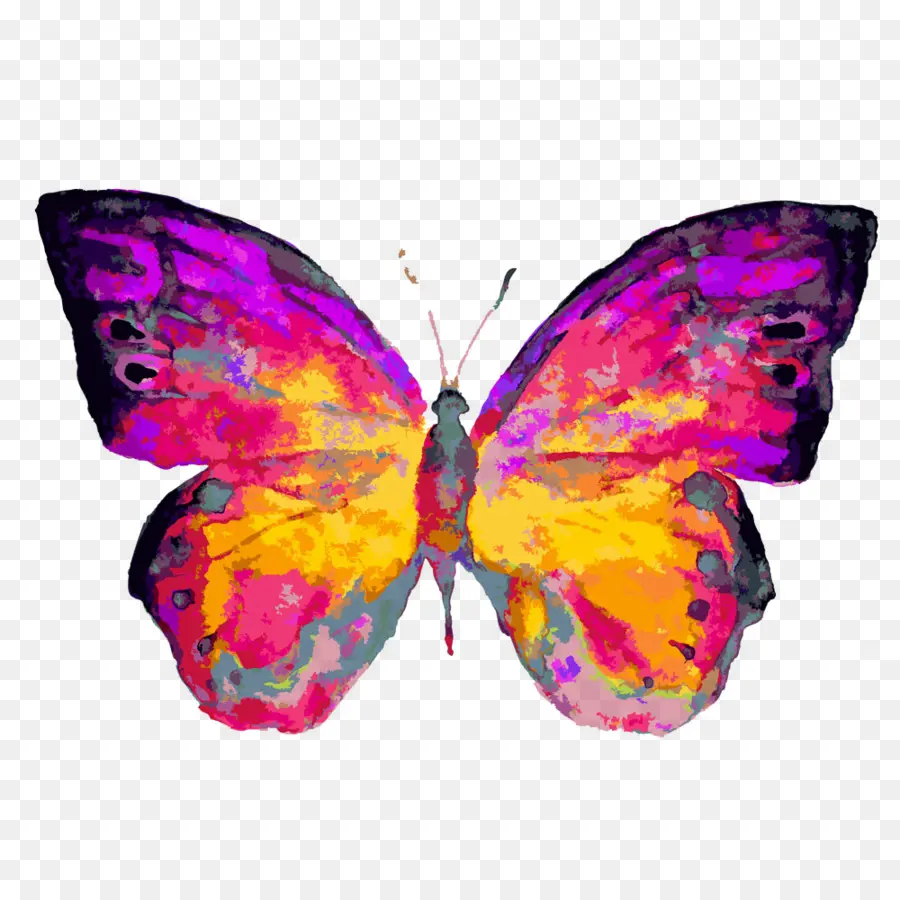 Papillon Coloré，Papillon PNG