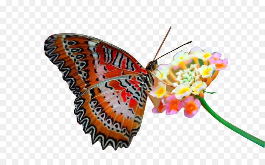 Papillon Coloré，Fleur PNG