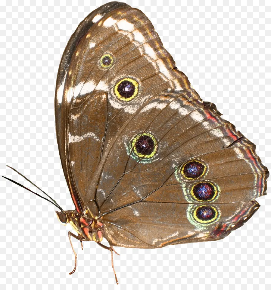 Papillon，Ailes PNG