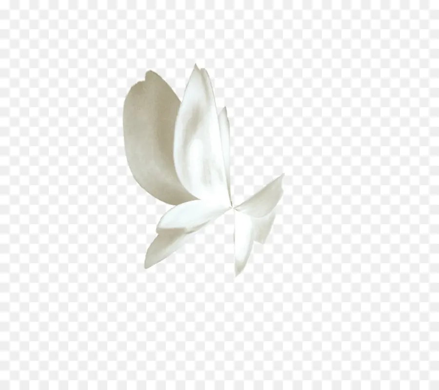 Papillon Blanc，Blanc PNG