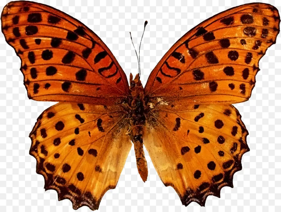 Papillons，Nature PNG