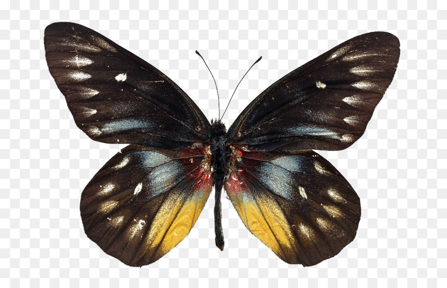 Papillon Noir，Ailes PNG