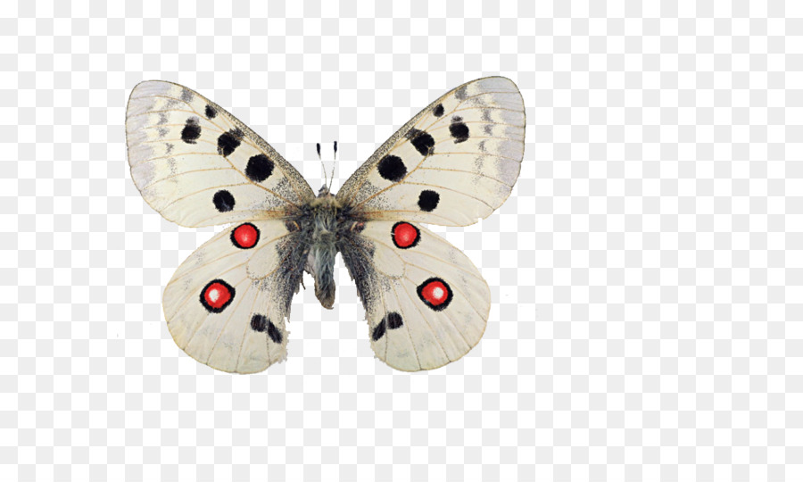 Papillon Blanc，Insecte PNG