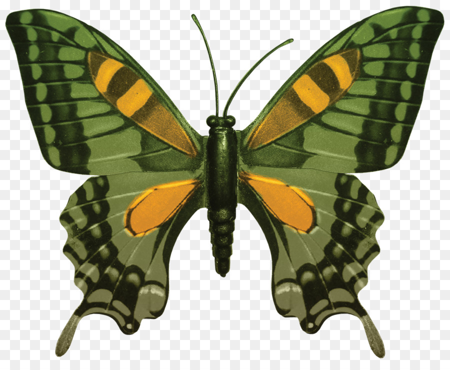 Papilio Hospiton，La Photographie De Stock PNG