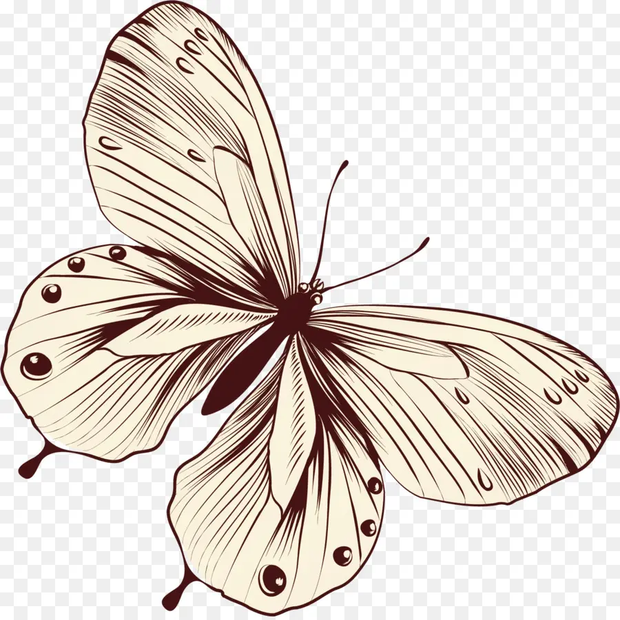 Papillon，Insecte PNG